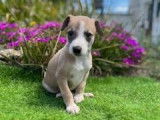 7 chiots Whippets LOF disponibles à l'achat