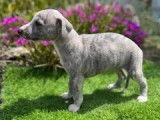 7 chiots Whippets LOF disponibles à l'achat