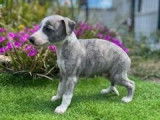 7 chiots Whippets LOF disponibles à l'achat