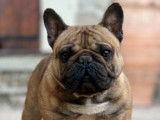 Chien Bouledogue Français LOF disponible pour saillie