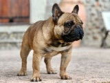 Chien Bouledogue Français LOF disponible pour saillie