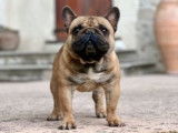 Chien Bouledogue Français LOF disponible pour saillie