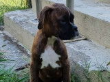 Un chiot Boxer LOF à la robe bringée disponible à l'achat