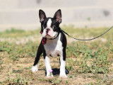 Un chiot femelle Boston Terrier LOF à acheter