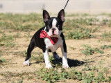 Un chiot femelle Boston Terrier LOF à acheter