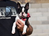 Un chiot femelle Boston Terrier LOF à acheter