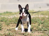 Un chiot femelle Boston Terrier LOF à acheter