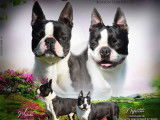 Un chiot femelle Boston Terrier LOF à acheter