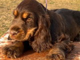 Deux chiots femelles Cockers Anglais LOF marron disponibles à la vente