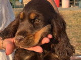 Deux chiots femelles Cockers Anglais LOF marron disponibles à la vente