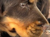 Deux chiots femelles Cockers Anglais LOF marron disponibles à la vente