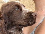 Deux chiots femelles Cockers Anglais LOF marron disponibles à la vente