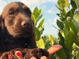 Deux chiots femelles Cockers Anglais LOF marron disponibles à la vente