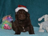 Chiots Terre-Neuve chocolat LOF à vendre