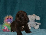 Chiots Terre-Neuve chocolat LOF à vendre