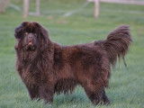 Chiots Terre-Neuve chocolat LOF à vendre