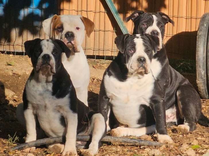 À vendre : 5 chiots Continental Bulldog LOF