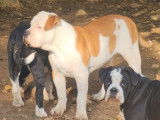 À vendre : 5 chiots Continental Bulldog LOF