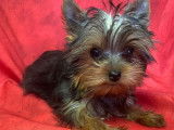 Disponibles à l’achat : des chiots Yorkshire Terriers (LOF)