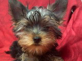Disponibles à l’achat : des chiots Yorkshire Terriers (LOF)