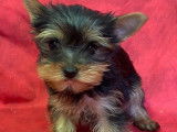 Disponibles à l’achat : des chiots Yorkshire Terriers (LOF)