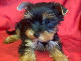 Disponibles à l’achat : des chiots Yorkshire Terriers (LOF)