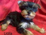 Disponibles à l’achat : des chiots Yorkshire Terriers (LOF)