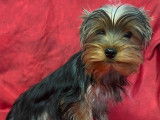 Disponibles à l’achat : des chiots Yorkshire Terriers (LOF)