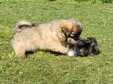 À vendre : trois chiots Épagneuls Tibétains (LOF)