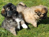 À vendre : trois chiots Épagneuls Tibétains (LOF)