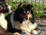 Chienne adulte Berger des Shetland LOF de 7 ans disponible à la vente