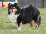 Chienne adulte Berger des Shetland LOF de 7 ans disponible à la vente