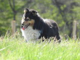 Chienne adulte Berger des Shetland LOF de 7 ans disponible à la vente