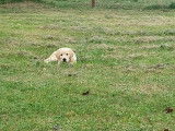 À vendre : un chiot mâle Golden Retriever couleur sable LOF