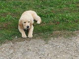 À vendre : un chiot mâle Golden Retriever couleur sable LOF