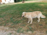 À vendre : un chiot mâle Golden Retriever couleur sable LOF