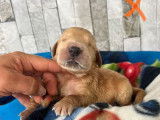 4 chiots mâles Golden Retrievers LOF à réserver
