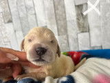 4 chiots mâles Golden Retrievers LOF à réserver