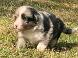 Trois chiots m&acirc;les Bergers Australiens LOF &agrave; r&eacute;server