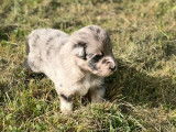 Trois chiots m&acirc;les Bergers Australiens LOF &agrave; r&eacute;server