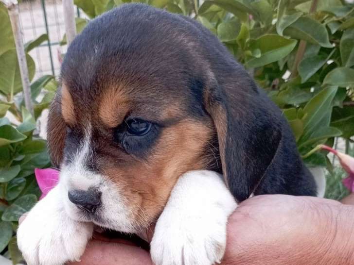 9 chiots Beagles LOF à vendre