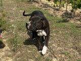 Chienne Bulldog Continental LOF de 4 ans à vendre