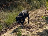 Chienne Bulldog Continental LOF de 4 ans à vendre