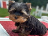 Chiot mâle Yorkshire Terrier LOF noir et fauve à vendre