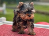 Chiot mâle Yorkshire Terrier LOF noir et fauve à vendre