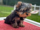 Chiot mâle Yorkshire Terrier LOF noir et fauve à vendre
