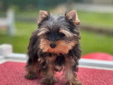 Chiot mâle Yorkshire Terrier LOF noir et fauve à vendre