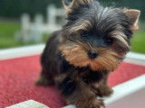 Chiot mâle Yorkshire Terrier LOF noir et fauve à vendre
