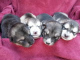 7 chiots Malamutes d&rsquo;Alaska LOF &agrave; la r&eacute;servation