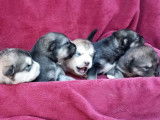 7 chiots Malamutes d&rsquo;Alaska LOF &agrave; la r&eacute;servation
